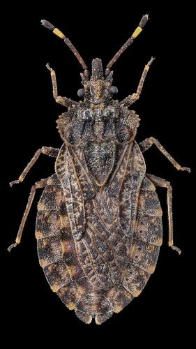 Aradus krueperi